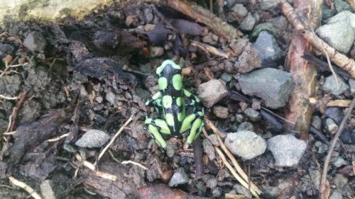 Petite grenouille noire et verte