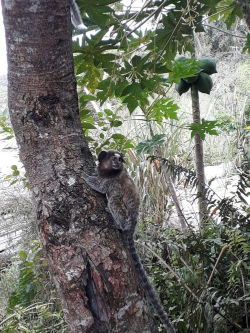 Petit singe sur une arbre