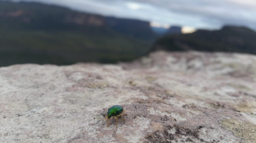 Petit insecte vert sur une pierre