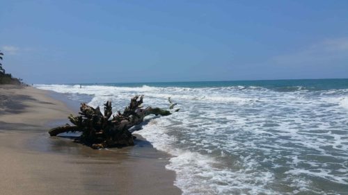 Tronc d'arbre sur la plage de Palomino