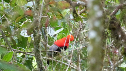 Oiseau à tête rouge nommé Gallito de las rocas