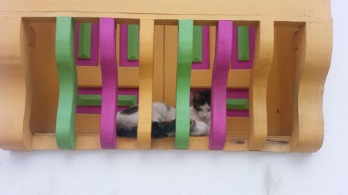 Chat dormant entre les volets et barrière colorés