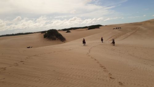 Chevaux sur la dune