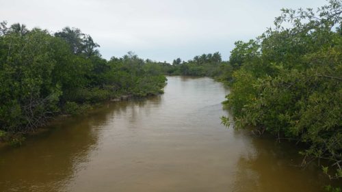 Rivière bordée de végétation