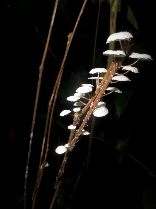 Champignons blanc sur une branche
