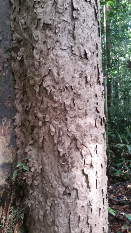 Termites sur un arbre