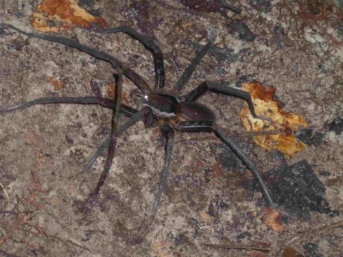 Araignée noire à grandes pattes