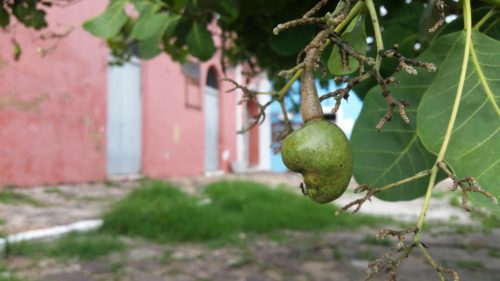Fruit de caju sur un arbre