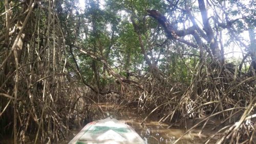 Mangrove d'igarapé