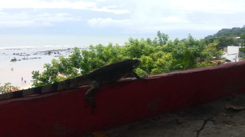 Iguane sur un muret de la praia do centro