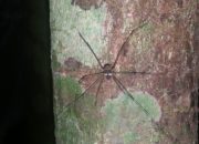 Petite araignée au longues pattes sur un tronc