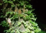 Végétation humide sur un arbre