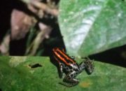 Petite grenouille noire et rouge sur une feuille