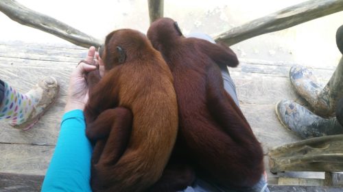 Deux singes allongés sur mes genoux