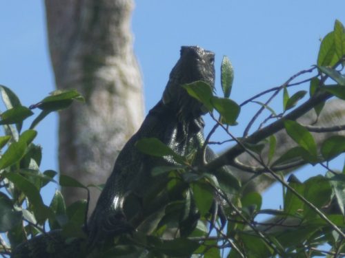 Iguane sur une branche