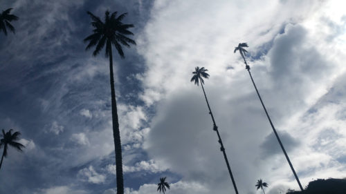 Hauts palmiers