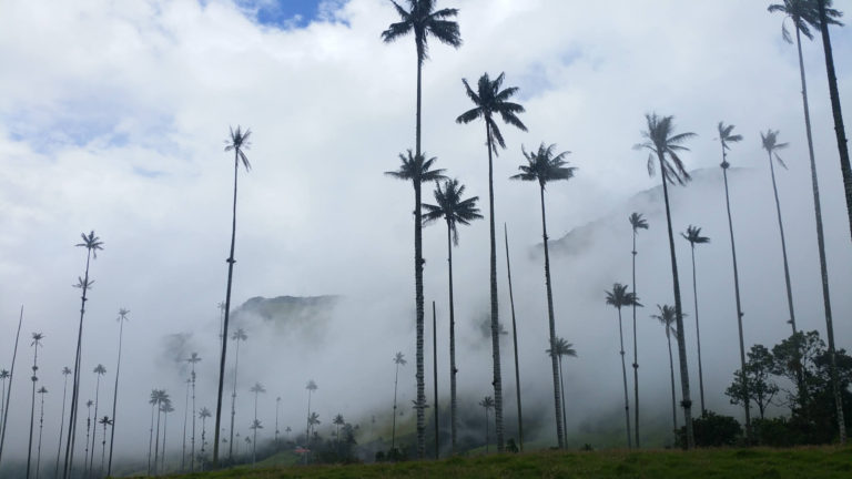 Palmiers de la Vallée de Cocra dans la brume