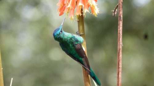 Colibri sur une tige de fleur
