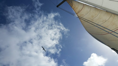 Cormoran au dessus du voilier